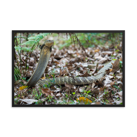 King Cobra (large female)