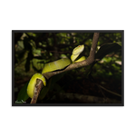 Bornean Keeled Pit Viper (adult female)