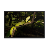 Bornean Keeled Pit Viper (adult female)