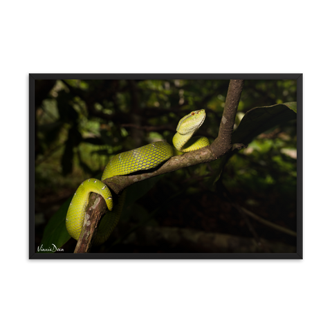 Bornean Keeled Pit Viper (adult female)