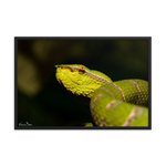 Bornean Keeled Pit Viper (close-up, male)