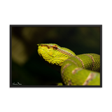 Bornean Keeled Pit Viper (close-up, male)