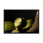 Bornean Keeled Pit Viper (close-up)