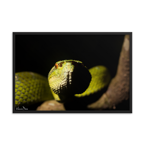 Bornean Keeled Pit Viper (close-up)