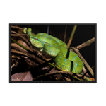 Bornean Keeled Pit Viper