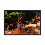 The Malayan Horned Frog