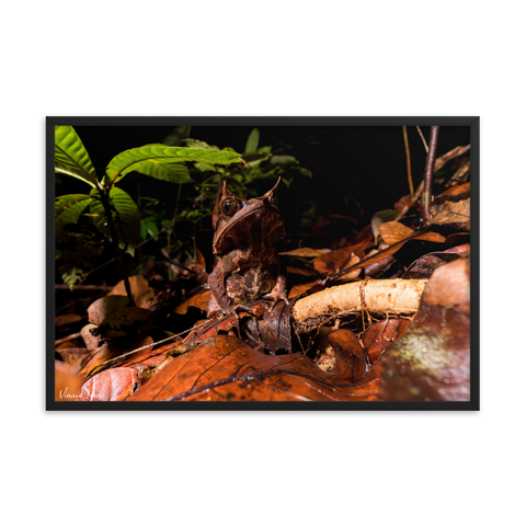 The Malayan Horned Frog