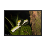 Bornean Keeled Pit Viper (juvenile male)