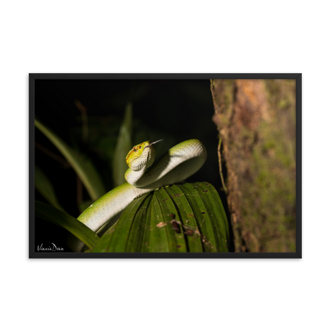 Bornean Keeled Pit Viper (juvenile male)