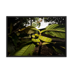 Danger is near - The Bornean Keeled Pit Viper