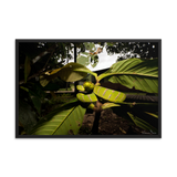 Danger is near - The Bornean Keeled Pit Viper