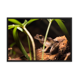 Brown marsh frog