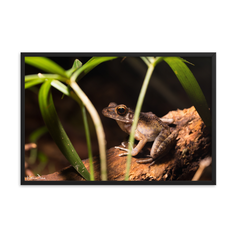 Brown marsh frog