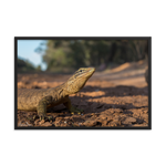 Sand Goanna