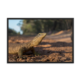 Sand Goanna