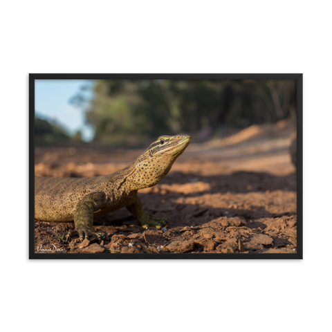 Sand Goanna