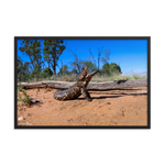 Shingleback Lizard