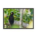 Yellow-tailed Black Cockatoo