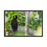 Yellow-tailed Black Cockatoo