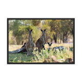 Eastern Grey Kangaroos