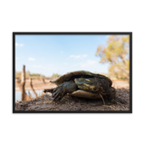 Murray River Turtle