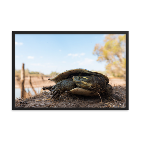 Murray River Turtle