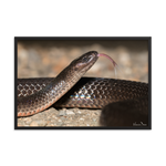 The Eastern Small-eyed Snake