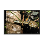 Coastal Carpet Python emerging from the forest