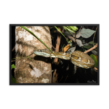 Coastal Carpet Python emerging from the forest