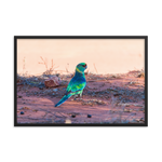 The Australian Ringneck Parrot