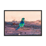 The Australian Ringneck Parrot