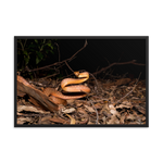 Brown Tree Snake