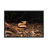 Brown Tree Snake