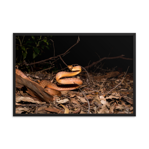 Brown Tree Snake