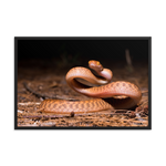 Brown Tree Snake (Juvenile)