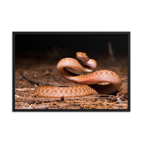 Brown Tree Snake (Juvenile)