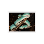 Fully-Grown Blue White-lipped Viper