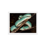 Fully-Grown Blue White-lipped Viper