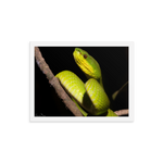 Portrait of White-lipped Viper