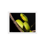 Portrait of White-lipped Viper