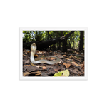 Javan Spitting Cobra