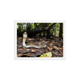 Javan Spitting Cobra