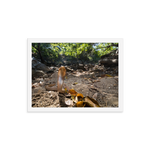 Javan Spitting Cobra (Juvenile)