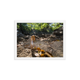 Javan Spitting Cobra (Juvenile)