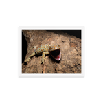 Tokay Gecko