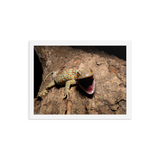 Tokay Gecko