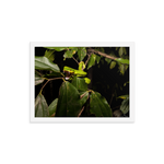 Fangs in the forest - The White-lipped Viper