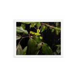 Fangs in the forest - The White-lipped Viper