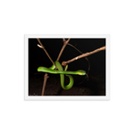 Male White-lipped Viper