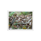 King Cobra (large female)